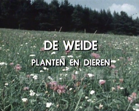 De Weide