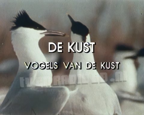 De Kust