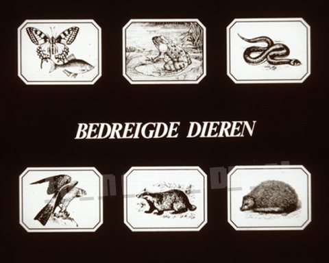 Bedreigde Dieren